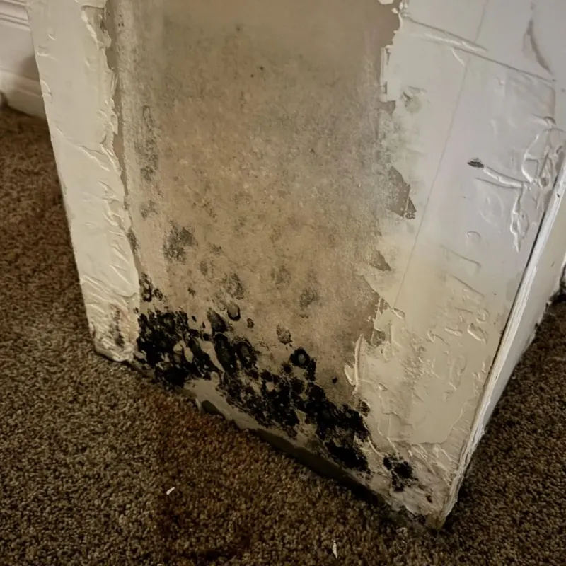 Professional Mold Removal in Bourbonnais, IL